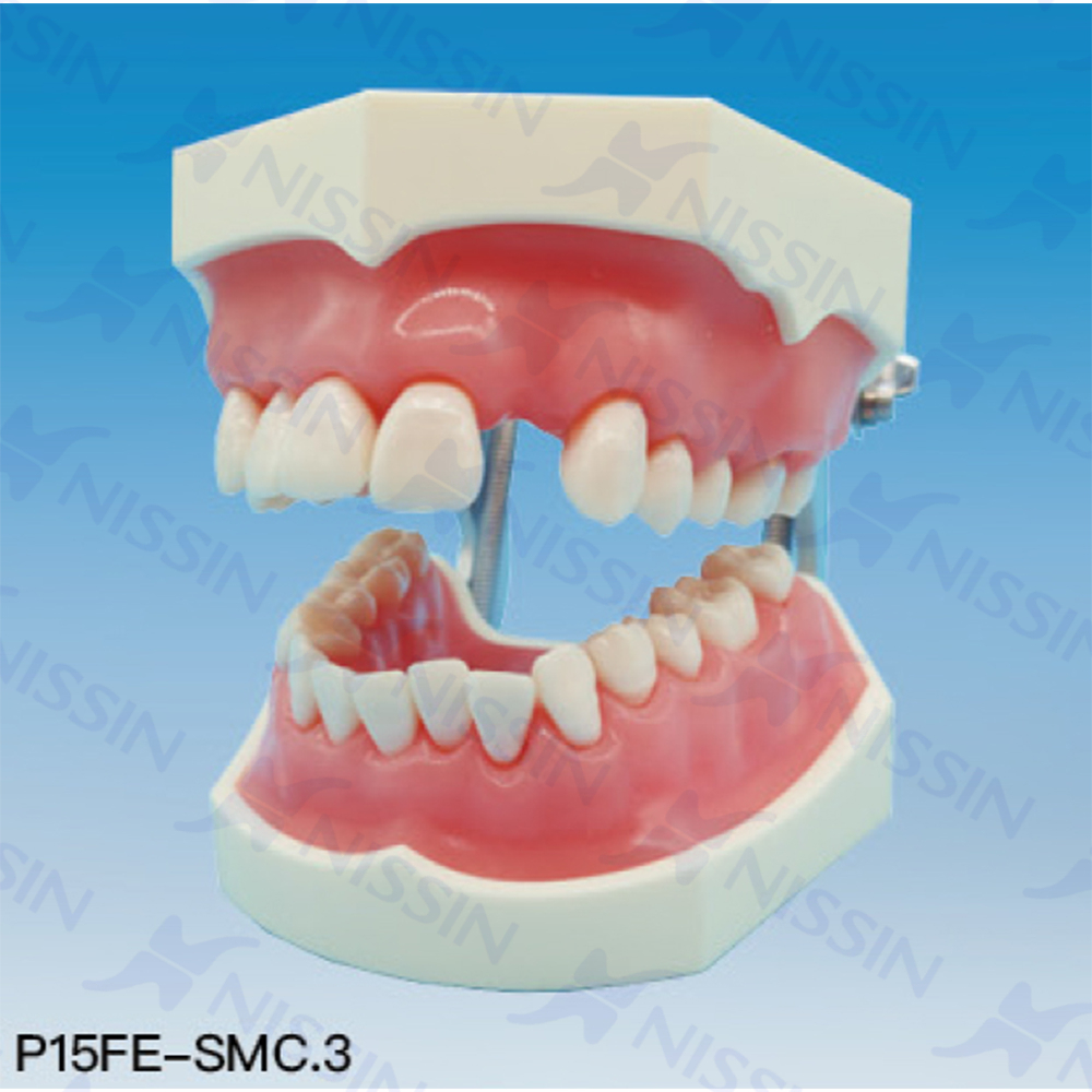 牙周松動(dòng)牙固定實(shí)習(xí)模型