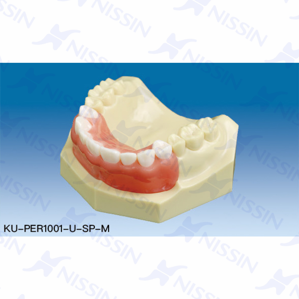 牙冠延長術(shù)實習(xí)用模型