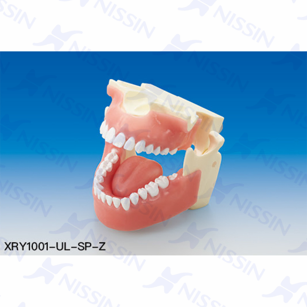口腔X線攝片訓練模型（成人）