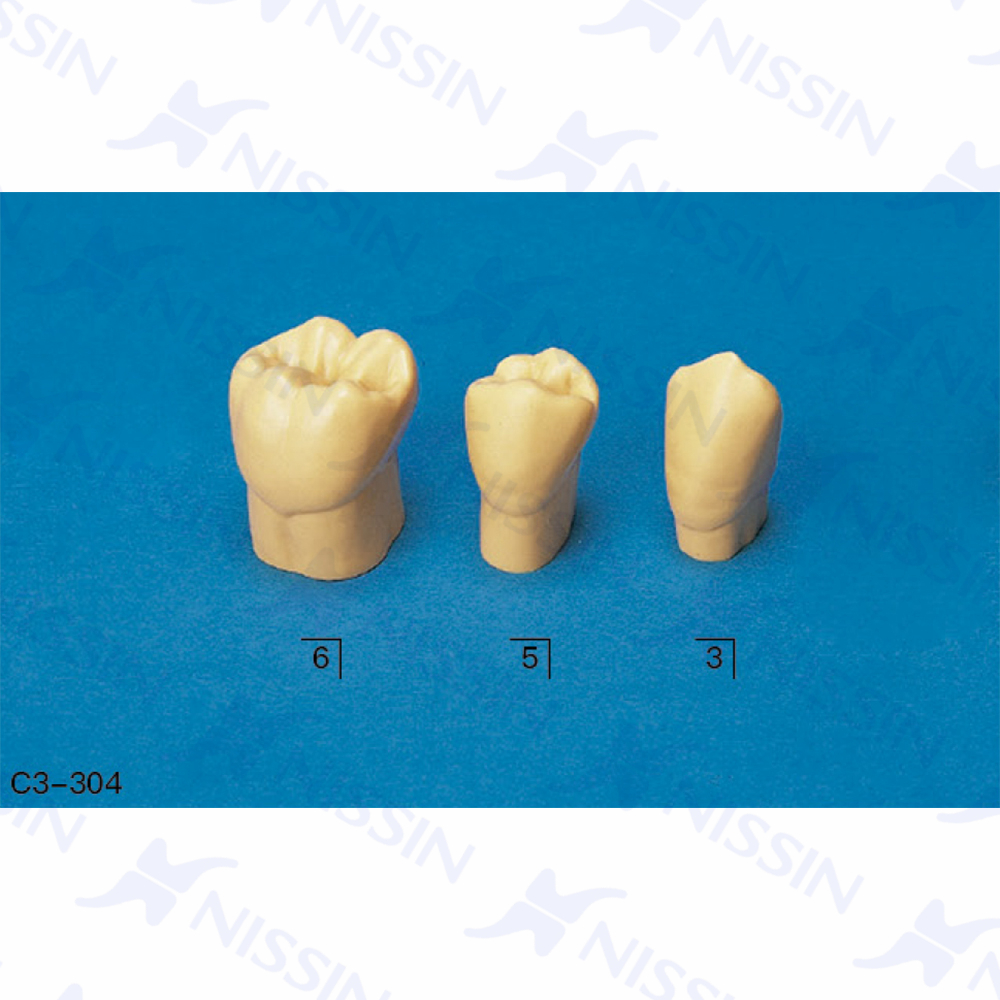 4倍大單色恒牙模型